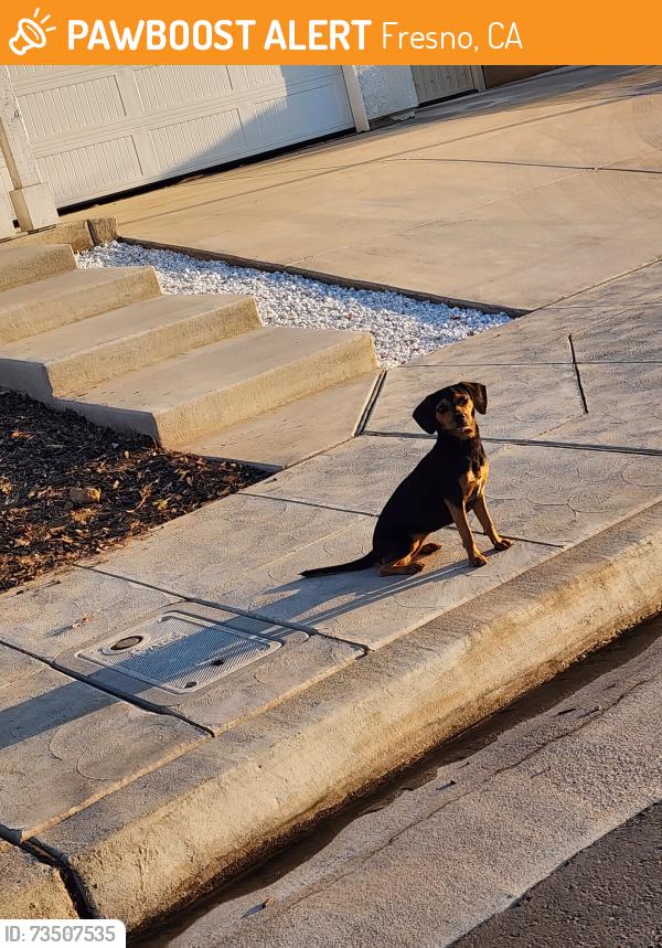 Found/Stray Female Dog last seen Ashlan and Hayes, Fresno, CA 93705