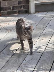 Reunited Male Cat last seen Near Sterling Point Dr, Gainesville, VA 20155