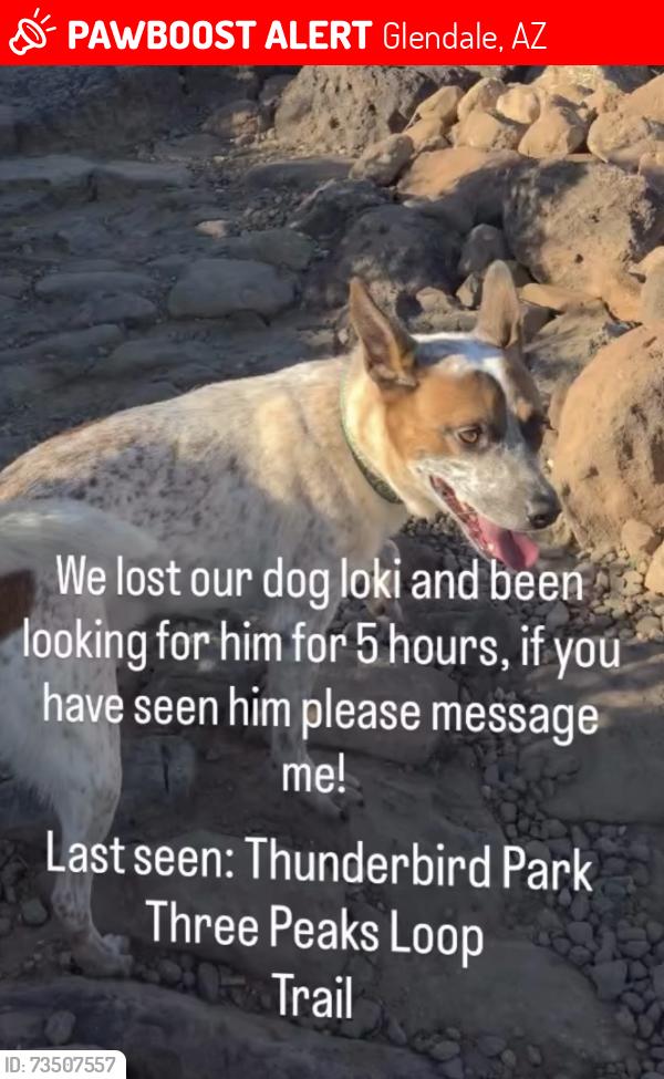 Lost Male Dog last seen Near N 59th Ave, Glendale, AZ 85310, Glendale, AZ 85310