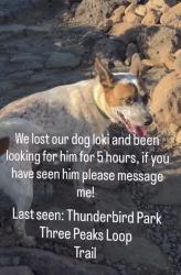 Lost Male Dog last seen Near N 59th Ave, Glendale, AZ 85310, Glendale, AZ 85310