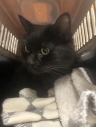 Shelter Stray Female Cat last seen Near BLOCK SE FIR ST, BLACK DIAMOND WA 98010 5082, 21615 64th Ave S, Kent, WA 98032, USA