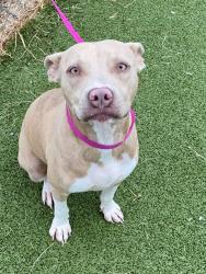 Shelter Stray Female Dog last seen , 4704 Corporation Dr, Fayetteville, NC 28306, USA