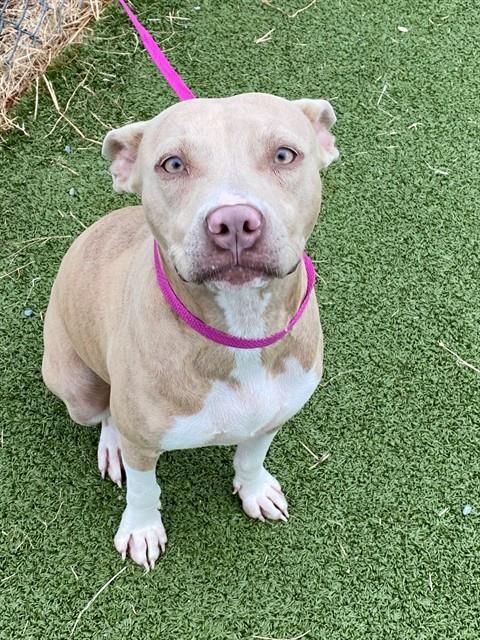 Shelter Stray Female Dog last seen , 4704 Corporation Dr, Fayetteville, NC 28306, USA