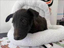 Shelter Stray Female Dog last seen , 957 N Gaffey St, San Pedro, CA 90731, USA