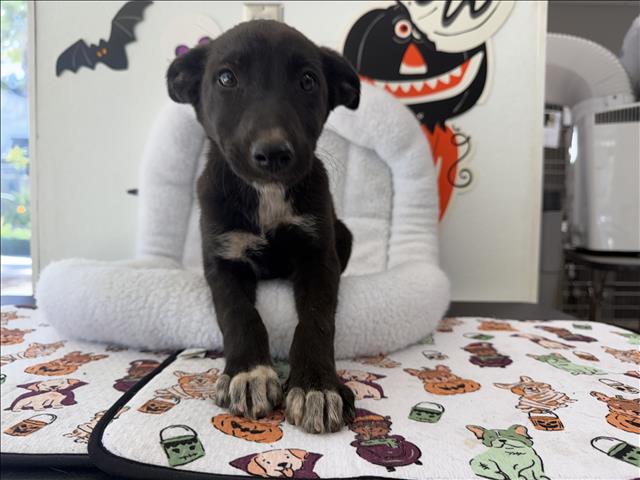 Shelter Stray Female Dog last seen , 957 N Gaffey St, San Pedro, CA 90731, USA