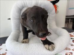 Shelter Stray Male Dog last seen , 957 N Gaffey St, San Pedro, CA 90731, USA