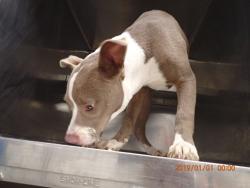 Shelter Stray Female Dog last seen WENTZVILLE, 4850 Mid Rivers Mall Dr, St Peters, MO 63376, USA