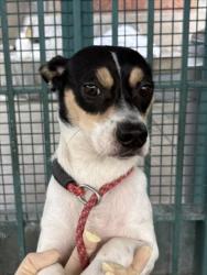 Shelter Stray Male Dog last seen , 11361 W Pico Blvd, Los Angeles, CA 90064, USA