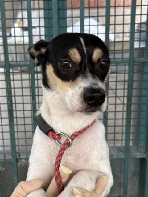 Shelter Stray Male Dog last seen , 11361 W Pico Blvd, Los Angeles, CA 90064, USA