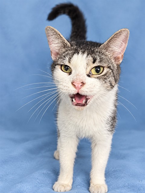Shelter Stray Female Cat last seen , 1601 Airport Rd, Shelby, NC 28150, USA