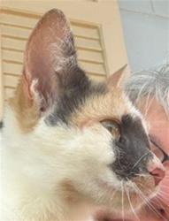 Shelter Stray Female Cat last seen DORA AVE TAVARES 32726, 12280 County Rd 448, Tavares, FL 32778, USA