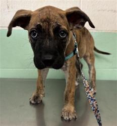 Shelter Stray Female Dog last seen STOCKTON BLVD & LAWRENCE DR, 2127 Front St, Sacramento, CA 95818, USA