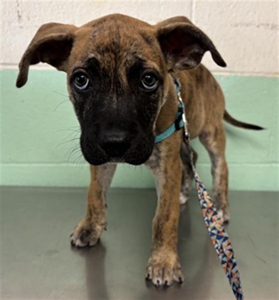 Shelter Stray Female Dog last seen STOCKTON BLVD & LAWRENCE DR, 2127 Front St, Sacramento, CA 95818, USA