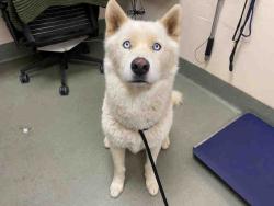 Shelter Stray Male Dog last seen , 2481 Palomar Airport Rd, Carlsbad, CA 92011, USA