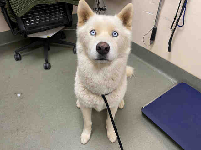 Shelter Stray Male Dog last seen , 2481 Palomar Airport Rd, Carlsbad, CA 92011, USA
