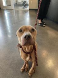 Shelter Stray Male Dog last seen Near BLOCK W MACARTHUR RD, WICHITA KS 67217, 3303 N Hillside St, Wichita, KS 67219, USA