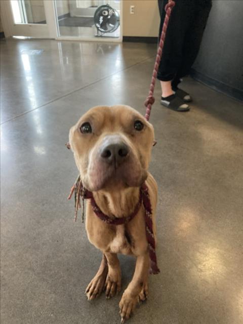 Shelter Stray Male Dog last seen Near BLOCK W MACARTHUR RD, WICHITA KS 67217, 3303 N Hillside St, Wichita, KS 67219, USA