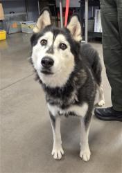 Shelter Stray Male Dog last seen Near BLOCK S 107TH AVE, 2500 S 27th Ave, Phoenix, AZ 85009, USA