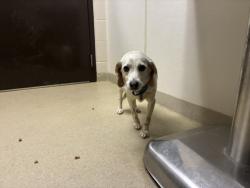Shelter Stray Female Dog last seen Near BLOCK LAWS STORE RD, 1601 Eubanks Rd, Chapel Hill, NC 27516, USA