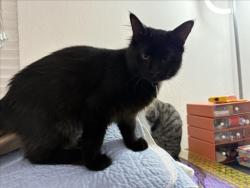 Shelter Stray Male Cat last seen , 1850 W 60th St, Los Angeles, CA 90047, USA