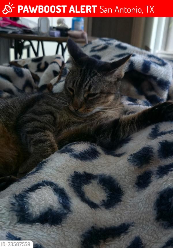 Lost Male Cat last seen Crestway, San Antonio, TX 78239