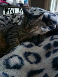 Lost Male Cat last seen Crestway, San Antonio, TX 78239