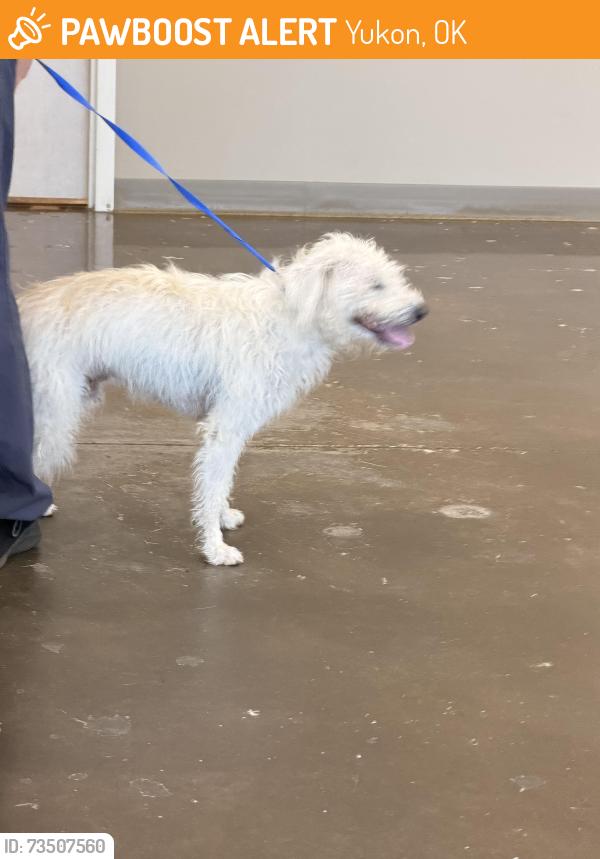 Found/Stray Male Dog last seen Yukon Hills Animal hosp, Yukon, OK 73099