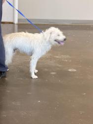 Found/Stray Male Dog last seen Yukon Hills Animal hosp, Yukon, OK 73099