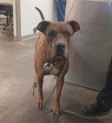 Shelter Stray Male Dog last seen , 1850 W 60th St, Los Angeles, CA 90047, USA