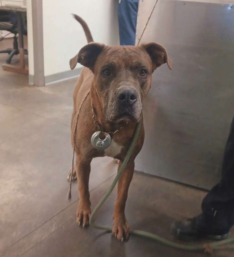 Shelter Stray Male Dog last seen , 1850 W 60th St, Los Angeles, CA 90047, USA