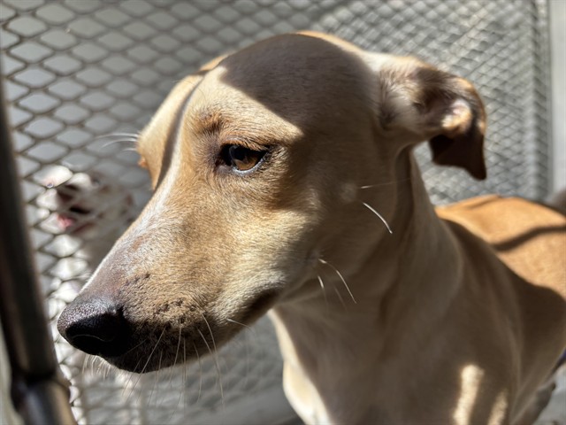 Shelter Stray Male Dog last seen Near BLOCK PACIFIC ST, BAKERSFIELD CA 93305, 3951 Fruitvale Ave, Bakersfield, CA 93308, USA