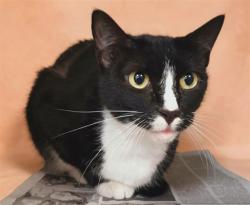 Shelter Stray Female Cat last seen , 1850 W 60th St, Los Angeles, CA 90047, USA