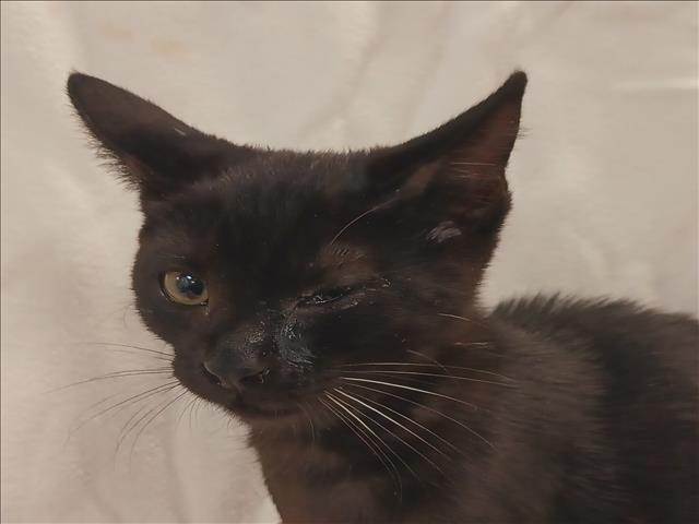Shelter Stray Female Cat last seen , 1850 W 60th St, Los Angeles, CA 90047, USA