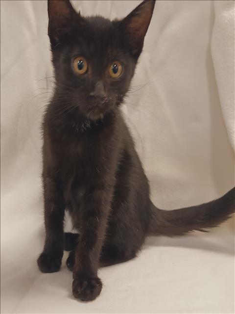 Shelter Stray Female Cat last seen , 1850 W 60th St, Los Angeles, CA 90047, USA