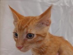 Shelter Stray Male Cat last seen , 1850 W 60th St, Los Angeles, CA 90047, USA