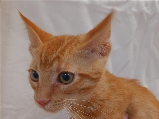 Shelter Stray Male Cat last seen , 1850 W 60th St, Los Angeles, CA 90047, USA