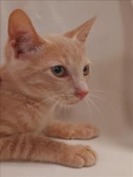Shelter Stray Male Cat last seen , 1850 W 60th St, Los Angeles, CA 90047, USA