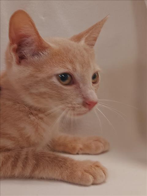 Shelter Stray Male Cat last seen , 1850 W 60th St, Los Angeles, CA 90047, USA