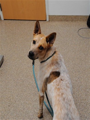 Shelter Stray Female Dog last seen BOSQUE OPEN SPACE, 3001 2nd St SW, Albuquerque, NM 87105, USA