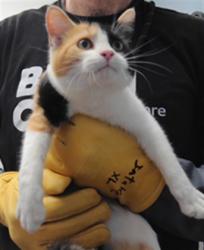 Shelter Stray Female Cat last seen Near BLOCK LA VEGA, 3001 2nd St SW, Albuquerque, NM 87105, USA