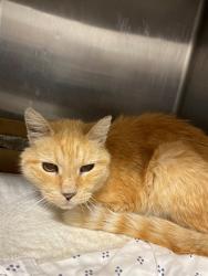 Shelter Stray Male Cat last seen , 11800 Sunset Gardens Rd SW, Albuquerque, NM 87121, USA