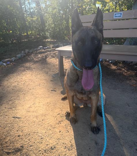 Shelter Stray Female Dog last seen CHARLOTTE, 8315 Byrum Dr, Charlotte, NC 28217, USA