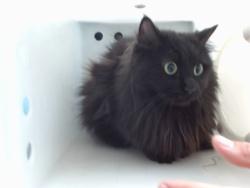 Shelter Stray Female Cat last seen Near BLOCK TIERRA DEL OSO NW, 11800 Sunset Gardens Rd SW, Albuquerque, NM 87121, USA