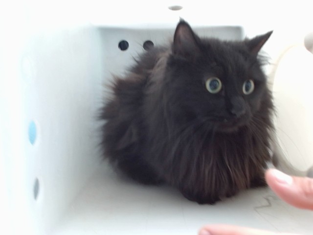 Shelter Stray Female Cat last seen Near BLOCK TIERRA DEL OSO NW, 11800 Sunset Gardens Rd SW, Albuquerque, NM 87121, USA