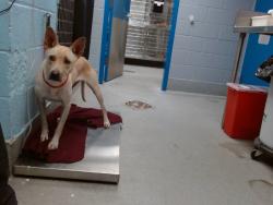 Shelter Stray Female Dog last seen MOUNTAIN / RIO GRANDE, 11800 Sunset Gardens Rd SW, Albuquerque, NM 87121, USA