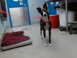 Shelter Stray Female Dog last seen VOLCANO AND 90TH ST, 11800 Sunset Gardens Rd SW, Albuquerque, NM 87121, USA