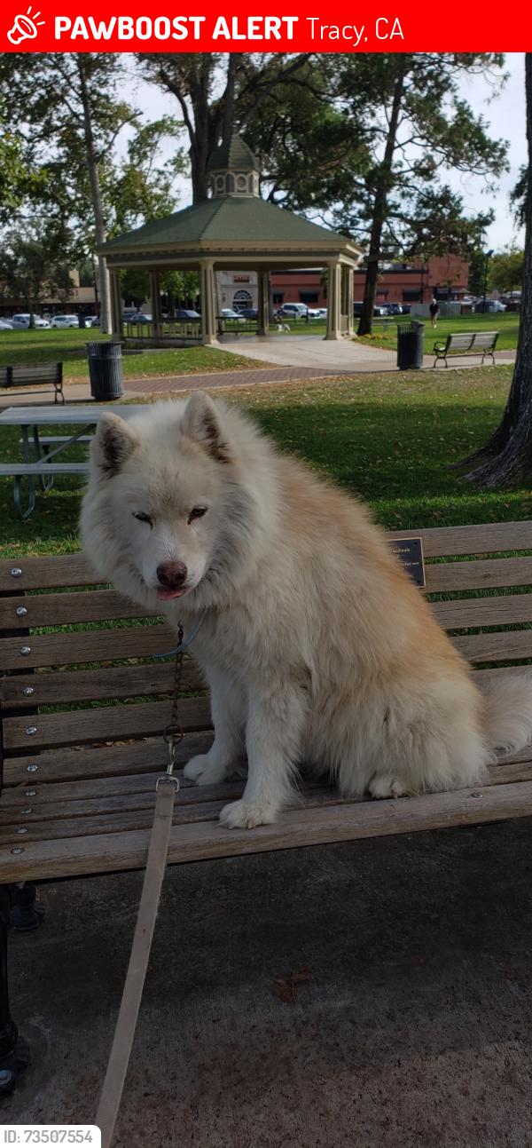 Lost Female Dog last seen Tracy Blvd and Tennis Lane Tracy CA, Tracy, CA 95376