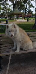 Lost Female Dog last seen Tracy Blvd and Tennis Lane Tracy CA, Tracy, CA 95376