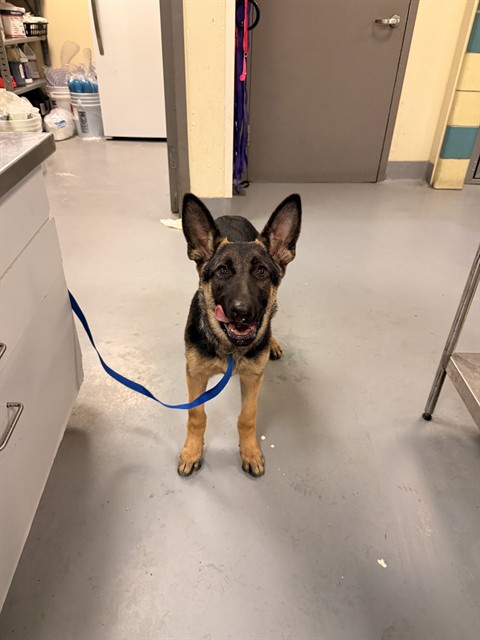 Shelter Stray Female Dog last seen LAKEVIEW AVE, NUEVO, CA, 581 S Grand Ave, San Jacinto, CA 92582, USA