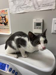 Shelter Stray Male Cat last seen Near BLOCK CHRISTA CIR, SAN JACINTO CA 92582, 581 S Grand Ave, San Jacinto, CA 92582, USA